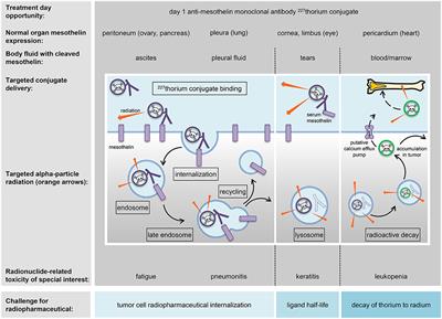 Radiopharmaceuticals for Relapsed or Refractory <mark class="highlighted">Ovarian Cancers</mark>